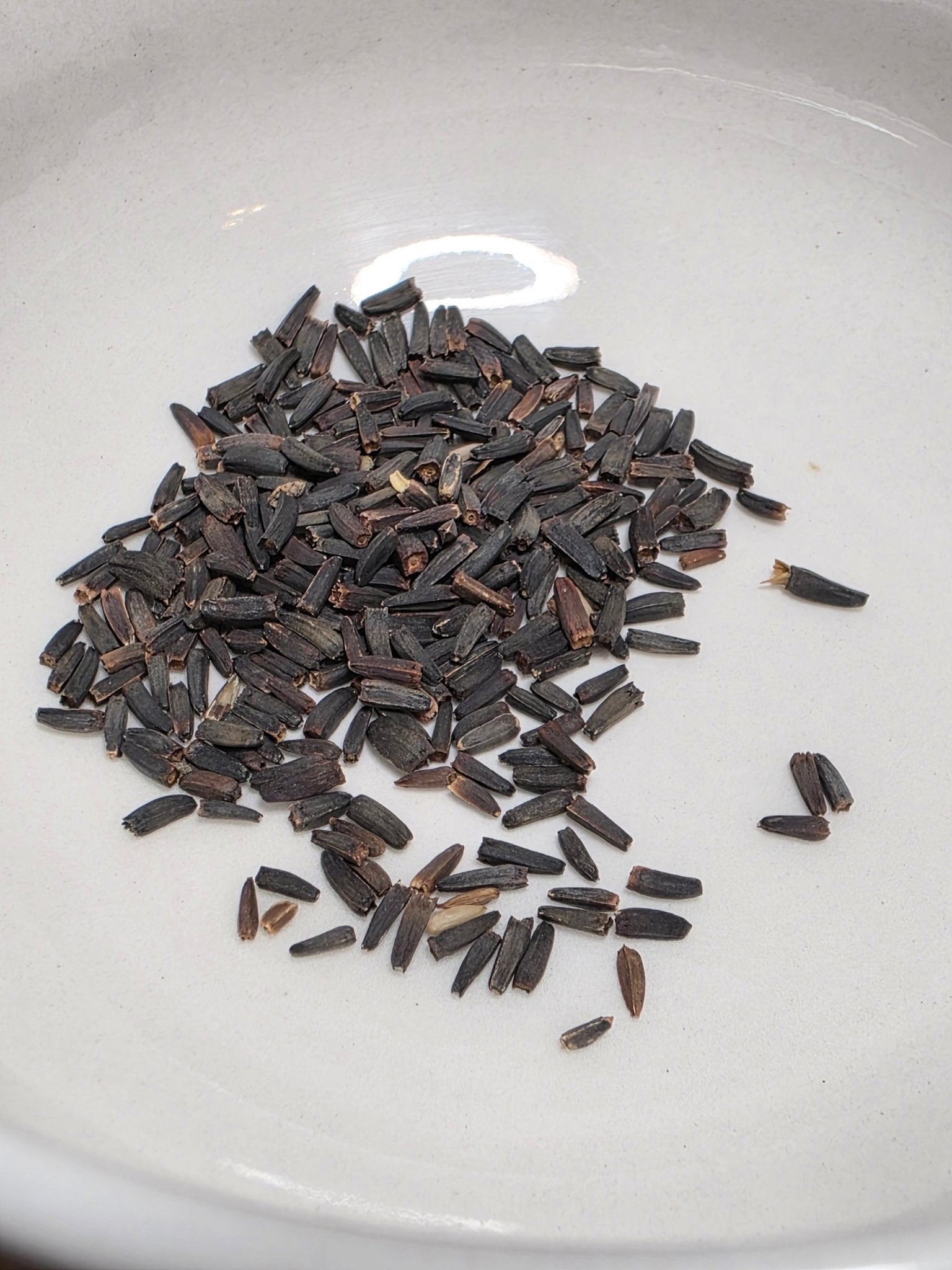 Sunflower - Early Sunflower (Heliopsis helianthoides) (Florida Native) - Whitwam Organics