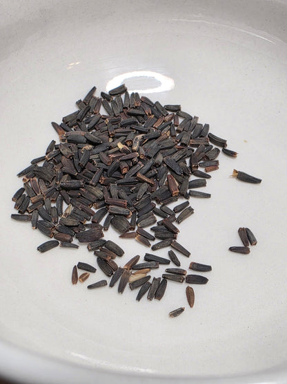 Sunflower - Early Sunflower (Heliopsis helianthoides) (Florida Native) - Whitwam Organics