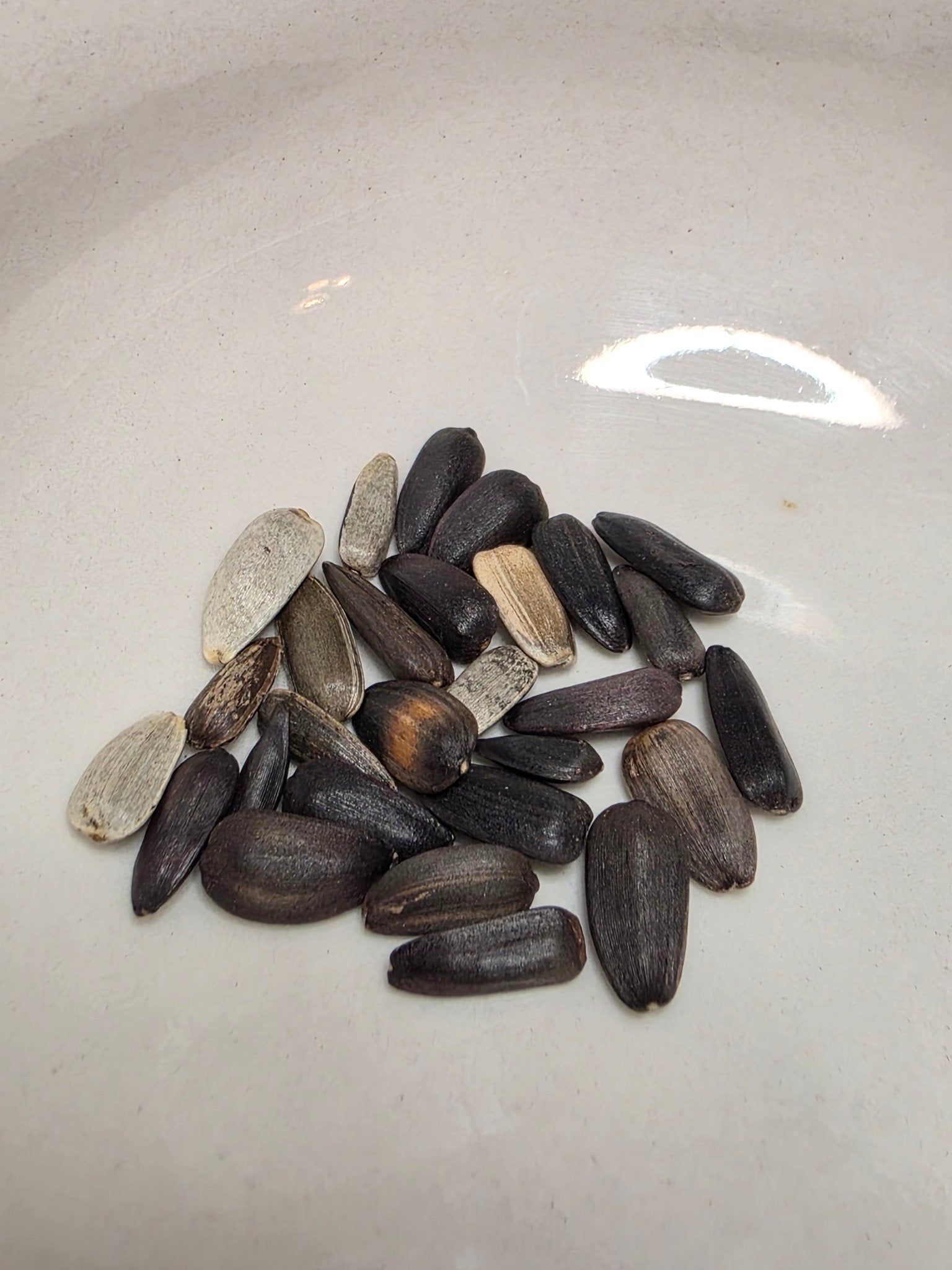 Sunflower - Lemon Queen - Whitwam Organics