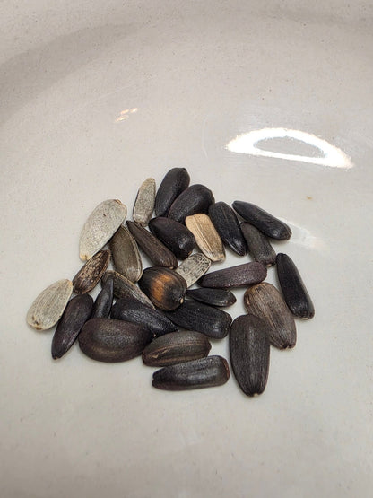 Sunflower - Lemon Queen - Whitwam Organics