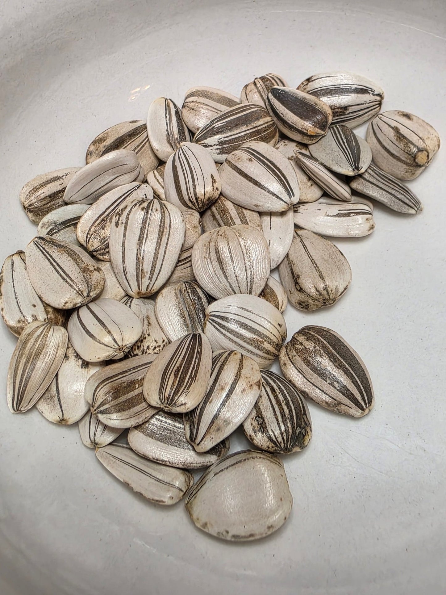 Sunflower - Mammoth Grey Stripe - Whitwam Organics