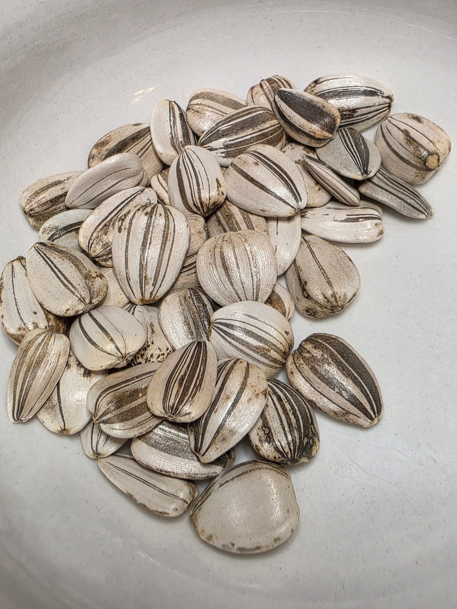 Sunflower - Mammoth Grey Stripe - Whitwam Organics