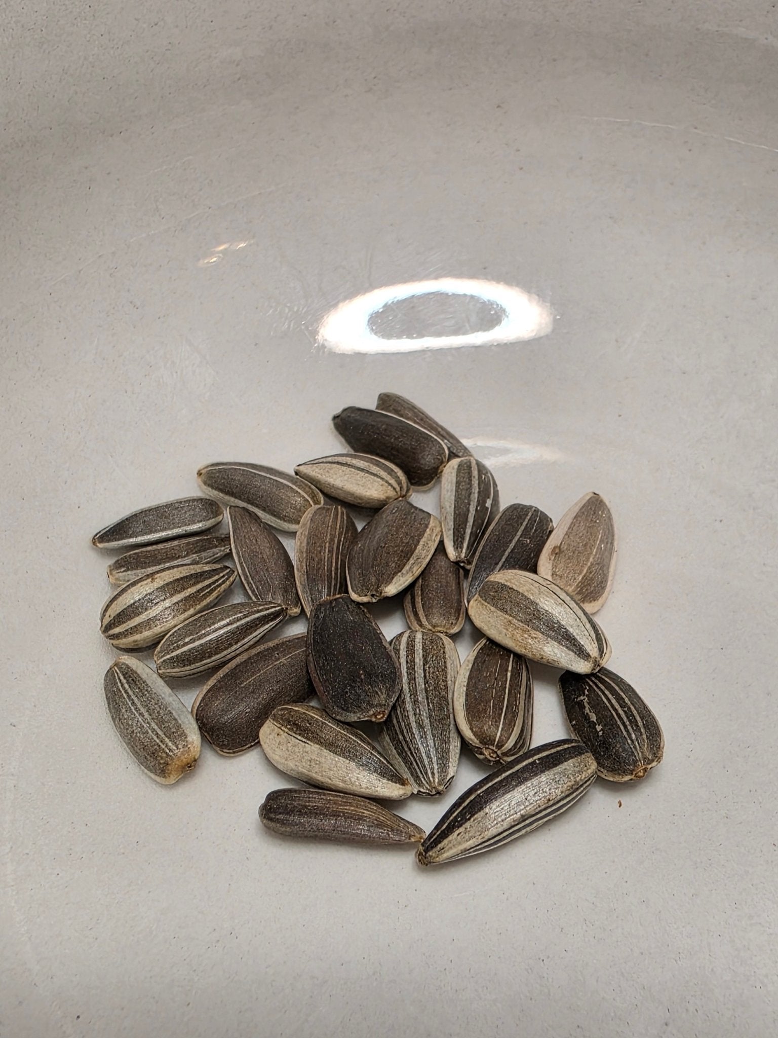 Sunflower - Sunspot - Whitwam Organics