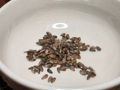 Sunflower - Wild Yellow Annual (Helianthus annuus) (Florida Native) - Whitwam Organics