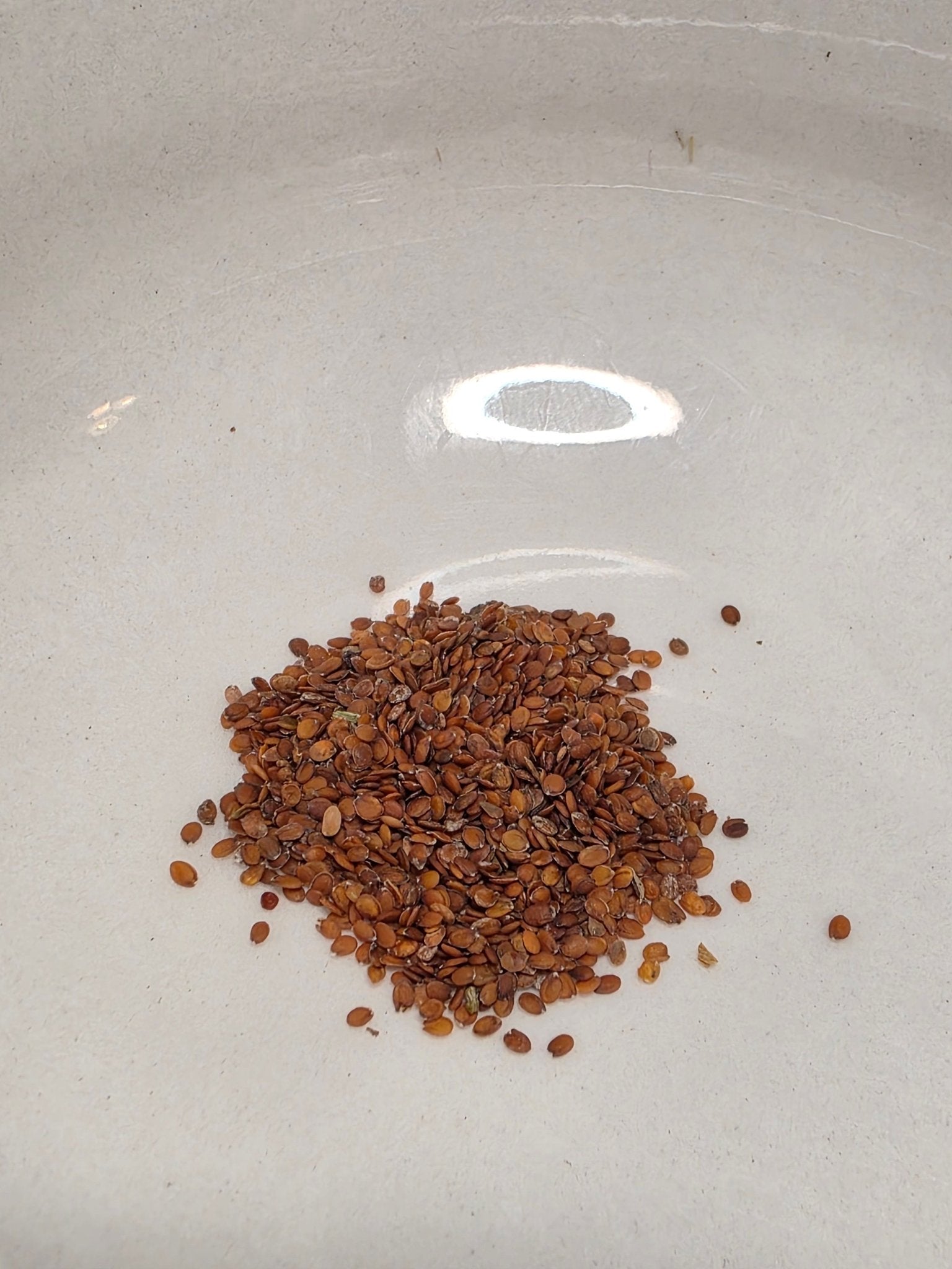 Sweet Alyssum - Whitwam Organics