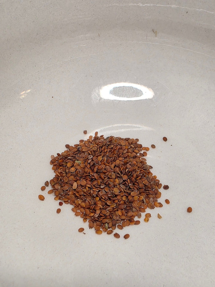 Sweet Alyssum - Whitwam Organics