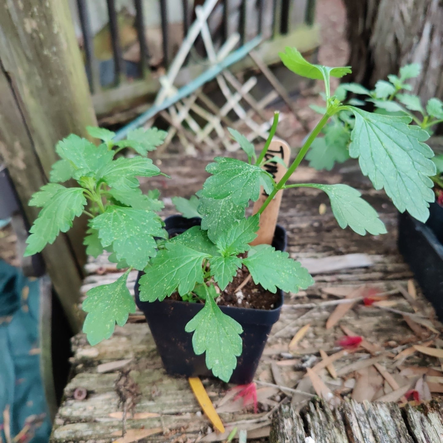 Tampa Verbena/Vervain (Glandularia tampensis) (Florida Native) - Whitwam Organics