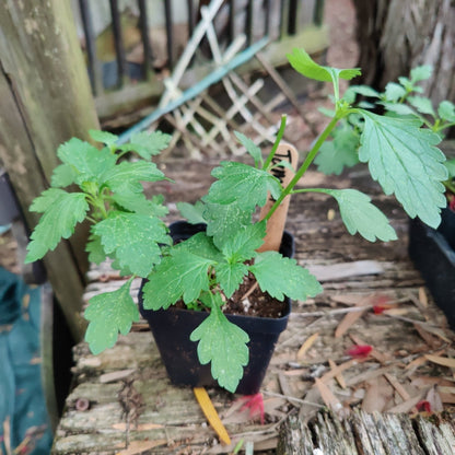 Tampa Verbena/Vervain (Glandularia tampensis) (Florida Native) - Whitwam Organics