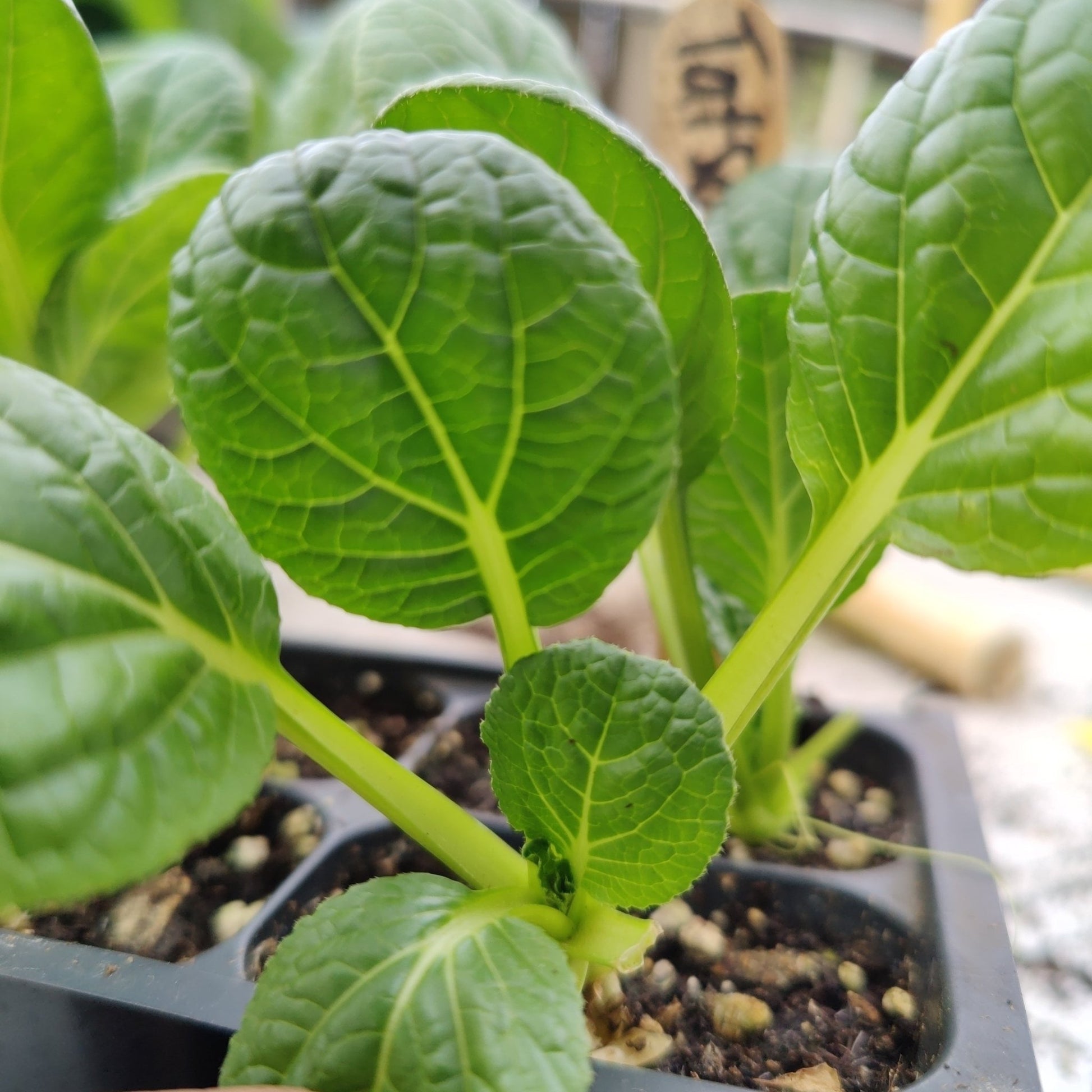 Tatsoi - Choho, Hybrid - Whitwam Organics