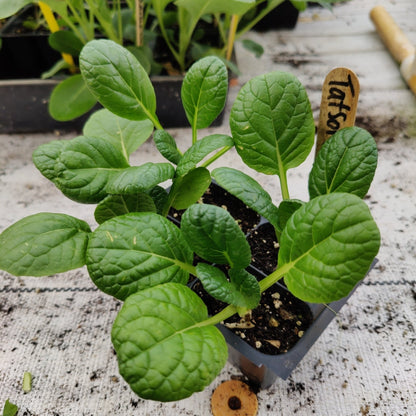 Tatsoi - Choho, Hybrid - Whitwam Organics