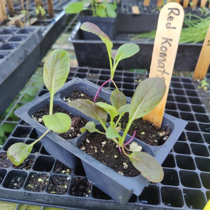 Tatsoi - Red Komatsuna, Hybrid - Whitwam Organics