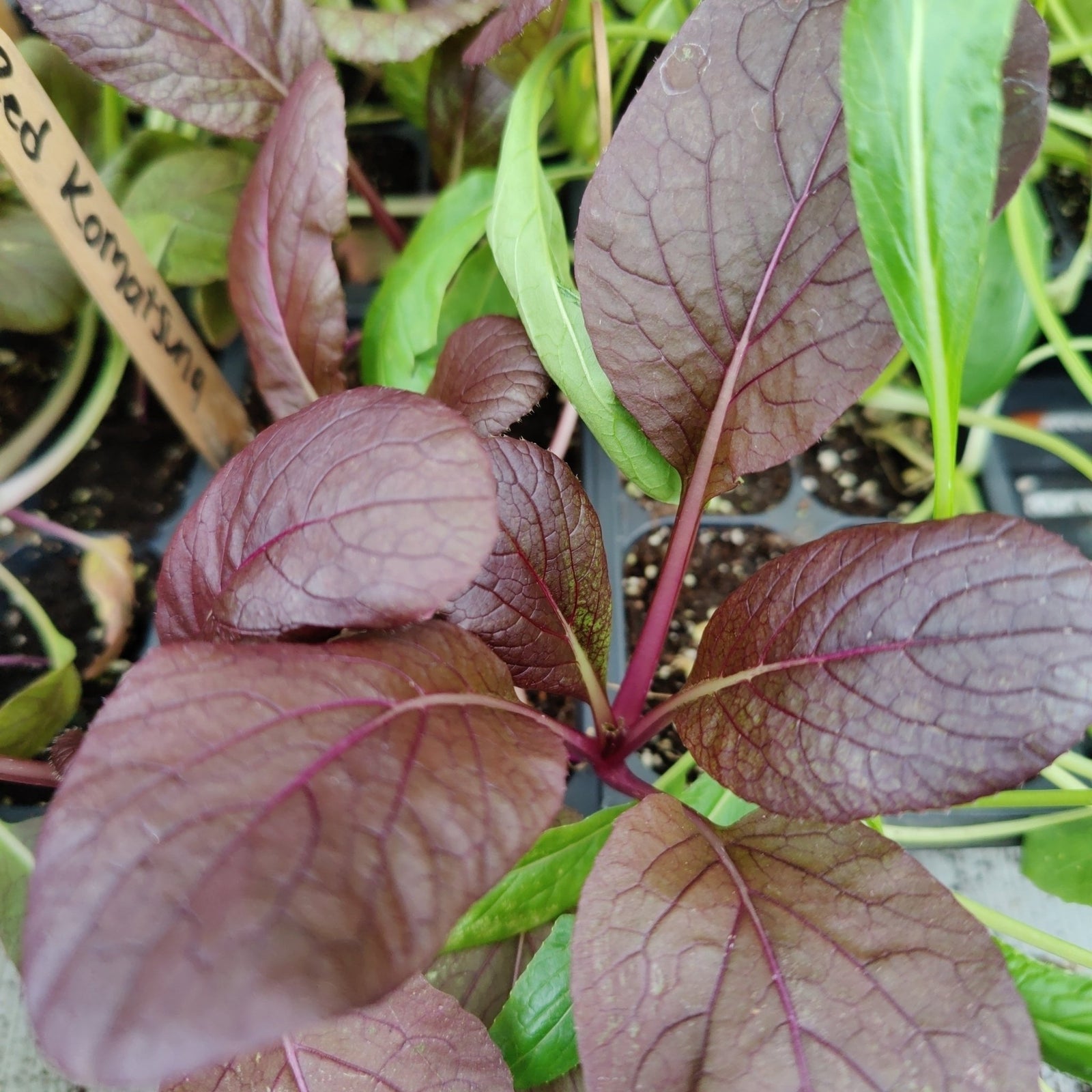 Tatsoi - Red Komatsuna, Hybrid - Whitwam Organics