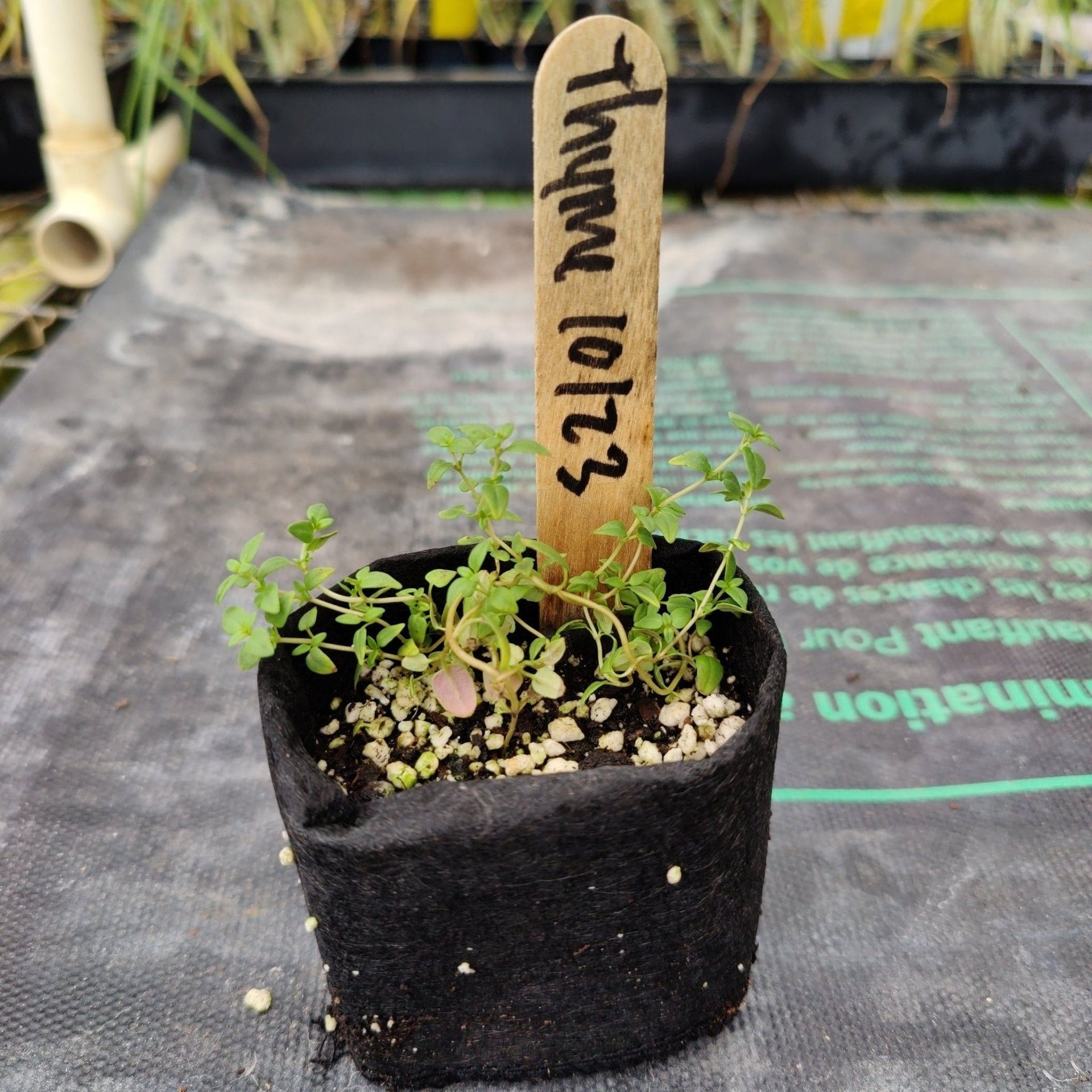 thyme plant pot size Thyme- Common – Whitwam Organics