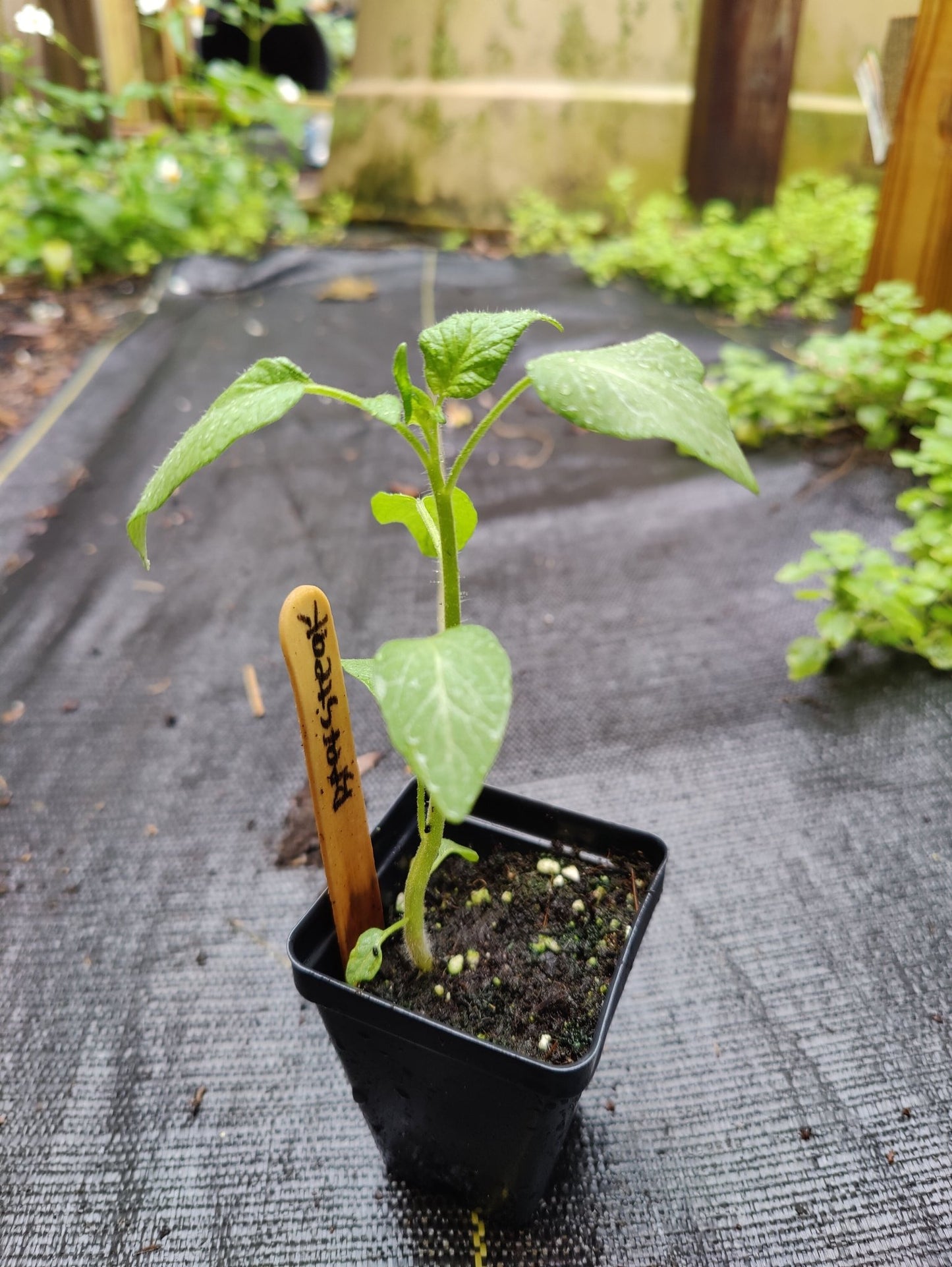 Tomato - Beefsteak, Heirloom - Whitwam Organics