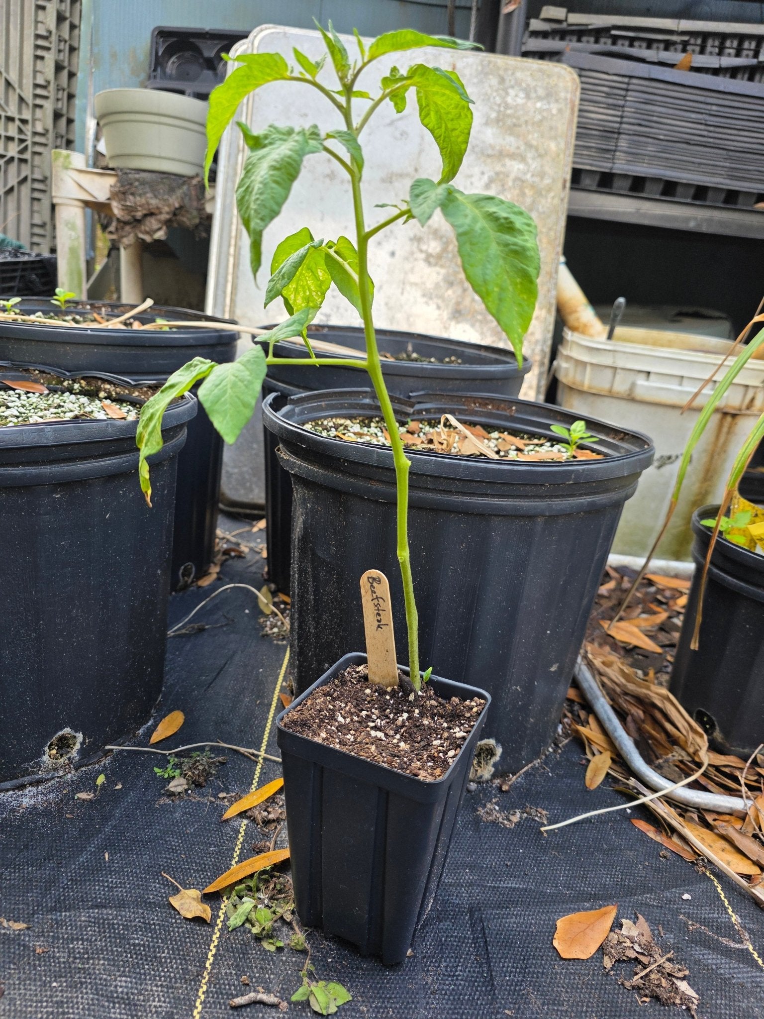 Tomato-Beefsteak (Indeterminate)(Heirloom) – Whitwam Organics