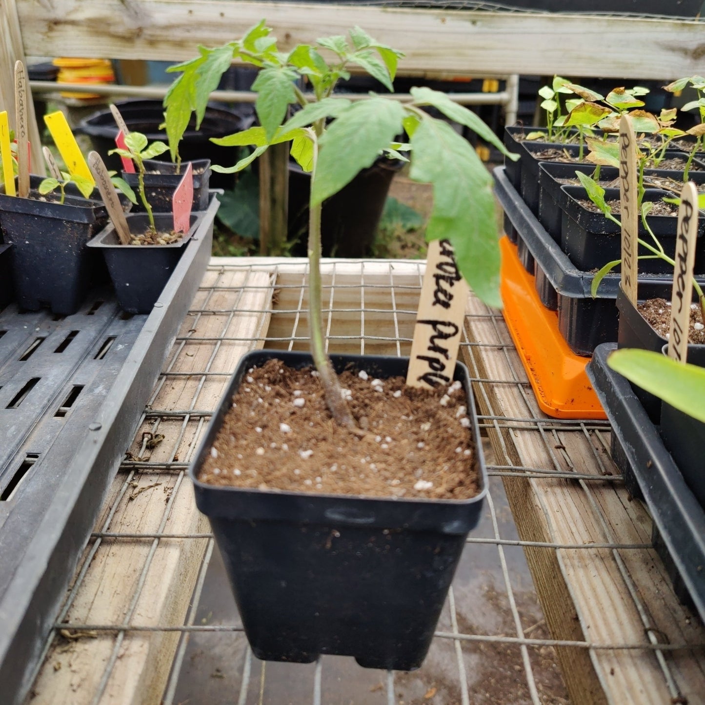 Tomato - Cherokee Purple (Heirloom) - Whitwam Organics