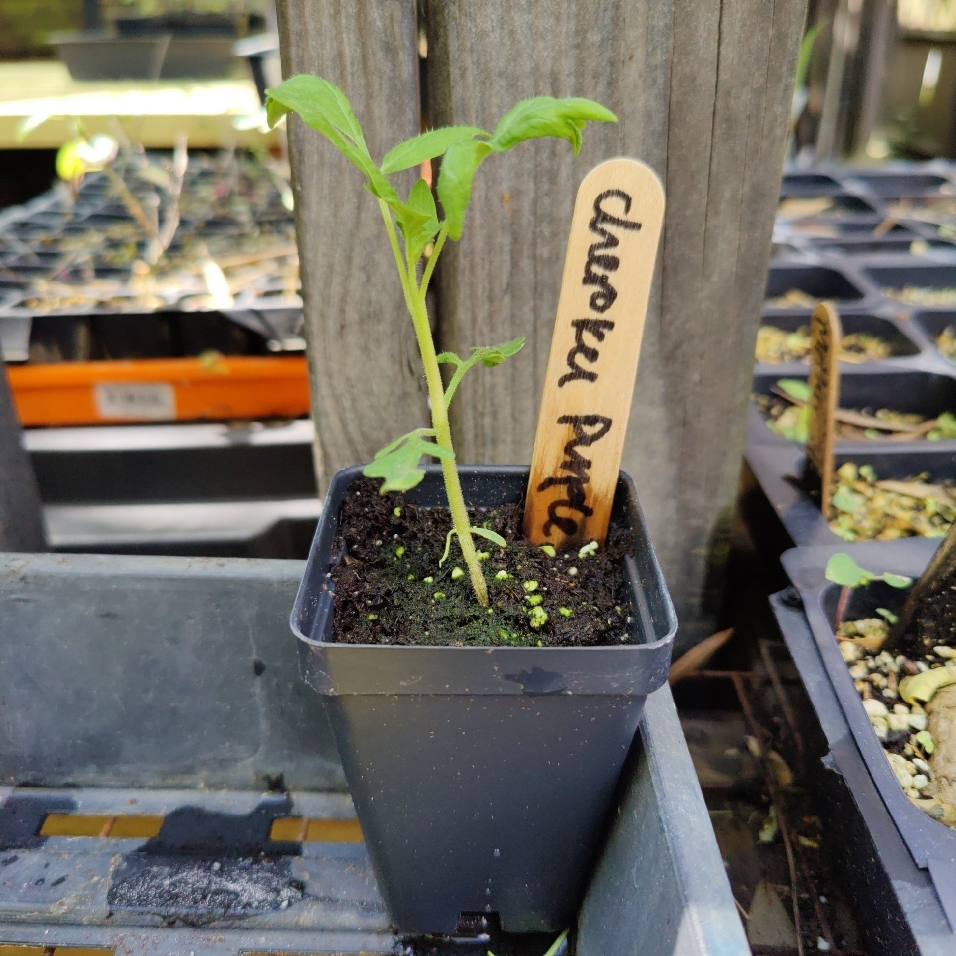 Tomato - Cherokee Purple (Heirloom) - Whitwam Organics
