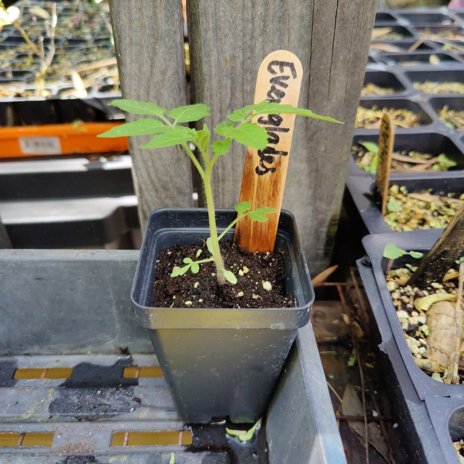 Tomato - Everglade Cherry (Florida heirloom) - Whitwam Organics