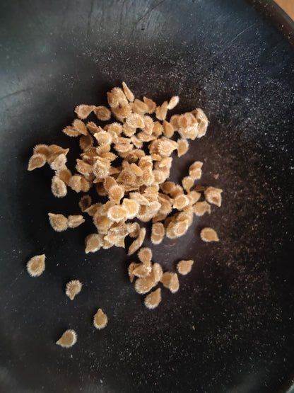 Tomato - Everglade Cherry (Florida heirloom) - Whitwam Organics