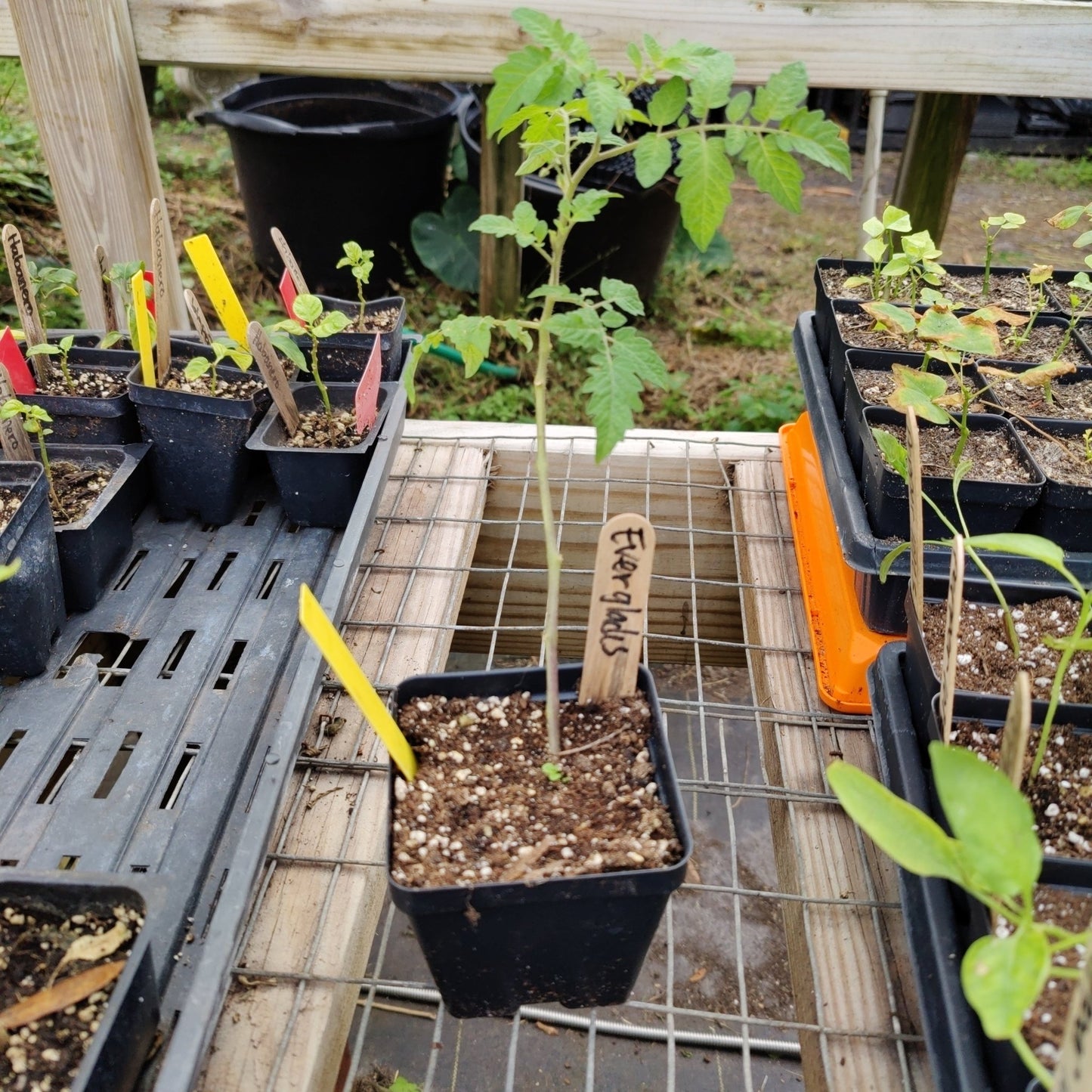 Tomato - Everglade Cherry (Florida heirloom) - Whitwam Organics