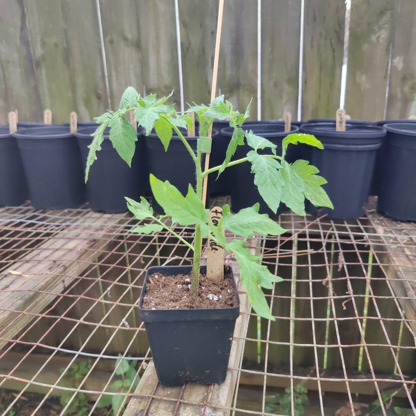 Tomato - Floridade (Determinate) (Florida heirloom) - Whitwam Organics