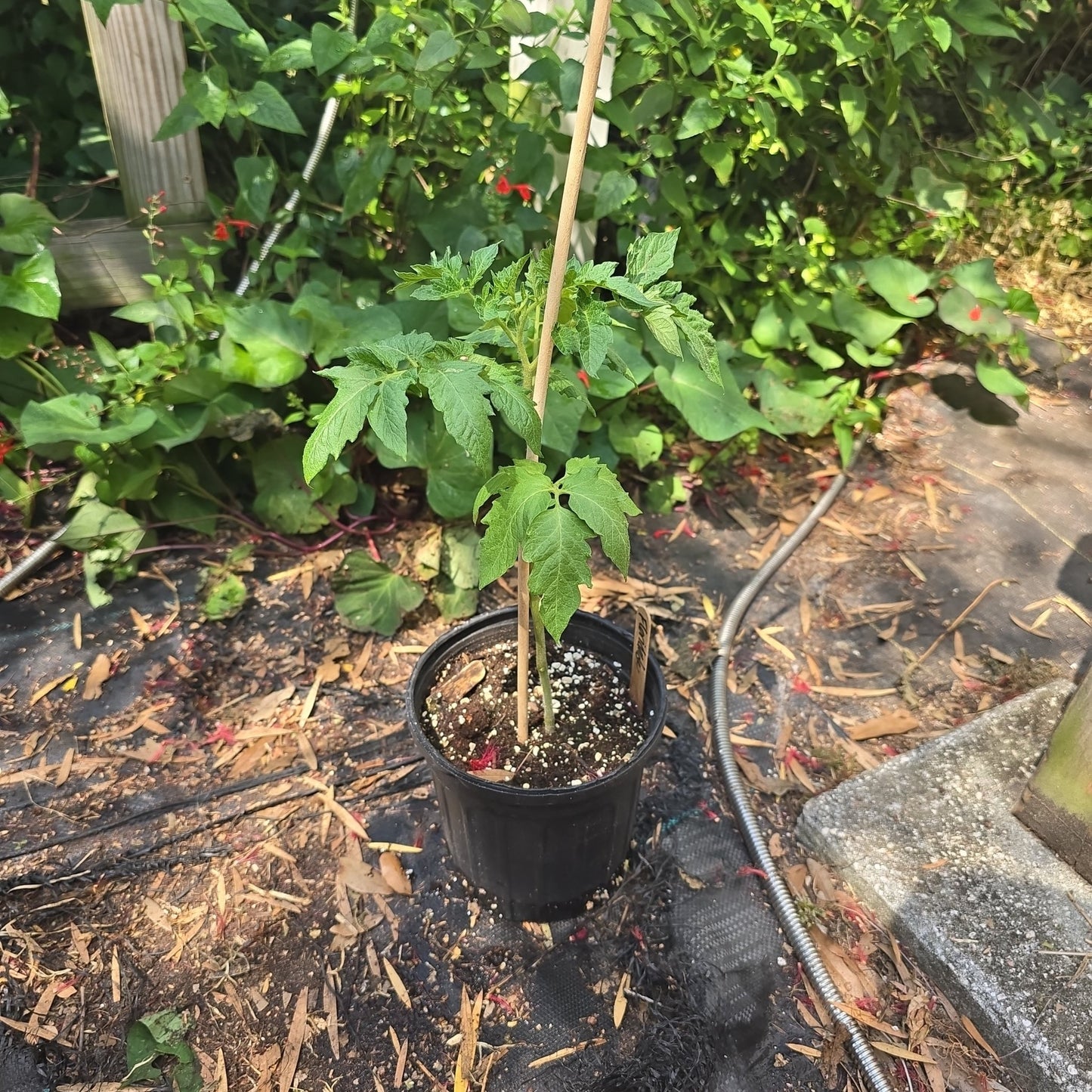 Tomato - Floridade (Determinate) (Florida heirloom) - Whitwam Organics