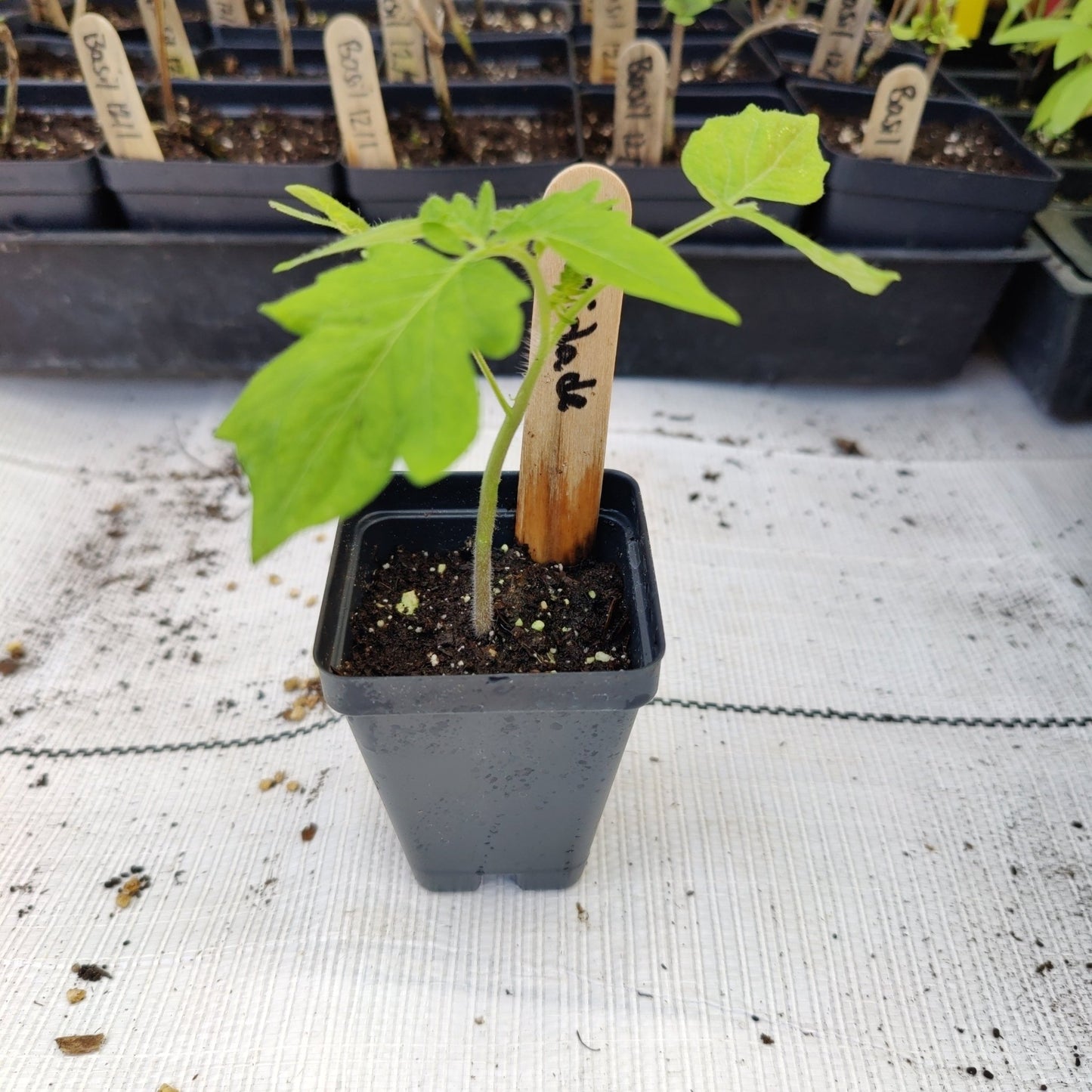 Tomato - Floridade (Determinate) (Florida heirloom) - Whitwam Organics