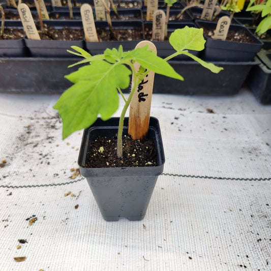Tomato - Floridade (Determinate) (Florida heirloom) - Whitwam Organics