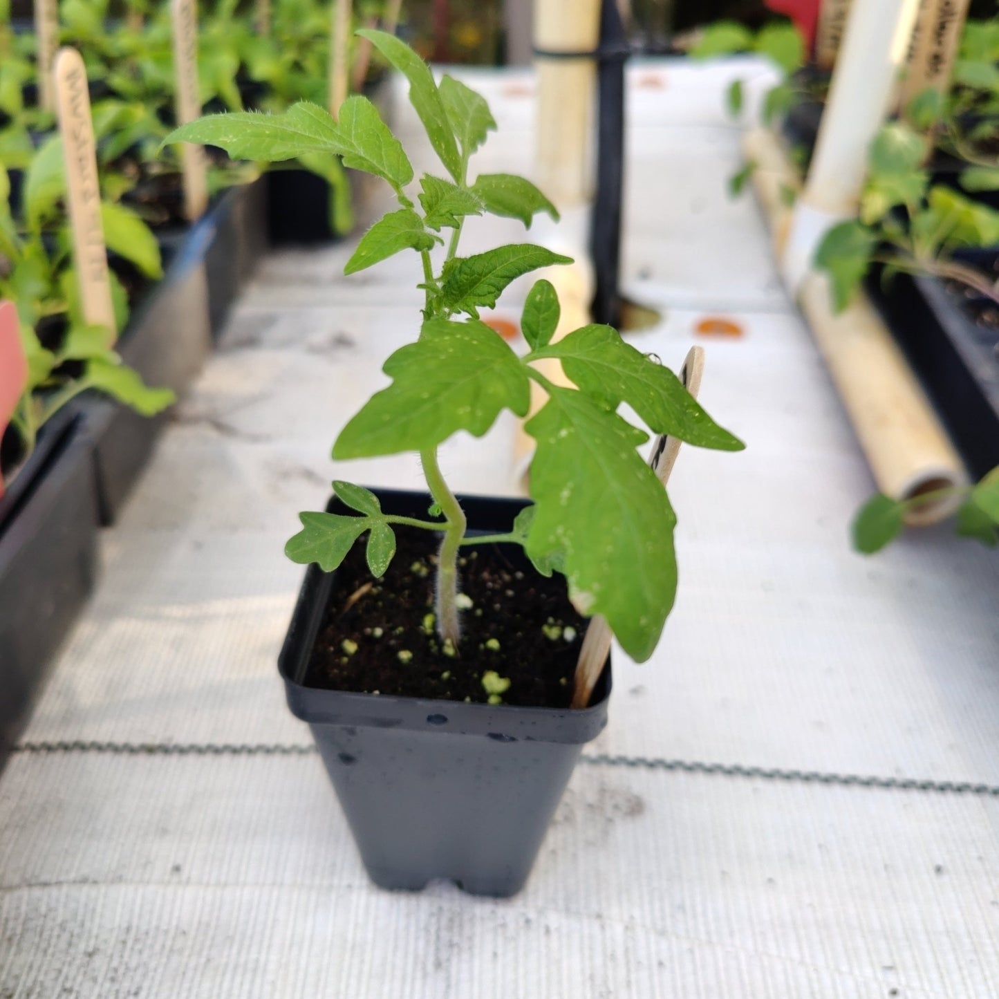 Tomato - Homestead (Determinate) (Florida heirloom) - Whitwam Organics