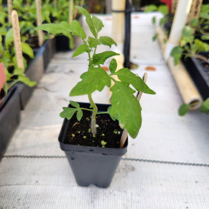 Tomato - Homestead (Determinate) (Florida heirloom) - Whitwam Organics