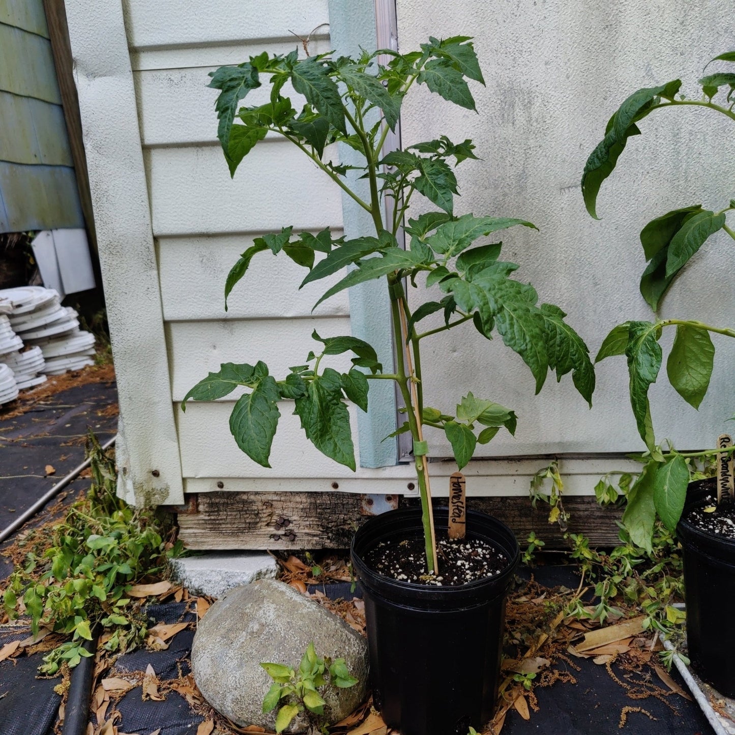 Tomato - Homestead (Determinate) (Florida heirloom) - Whitwam Organics