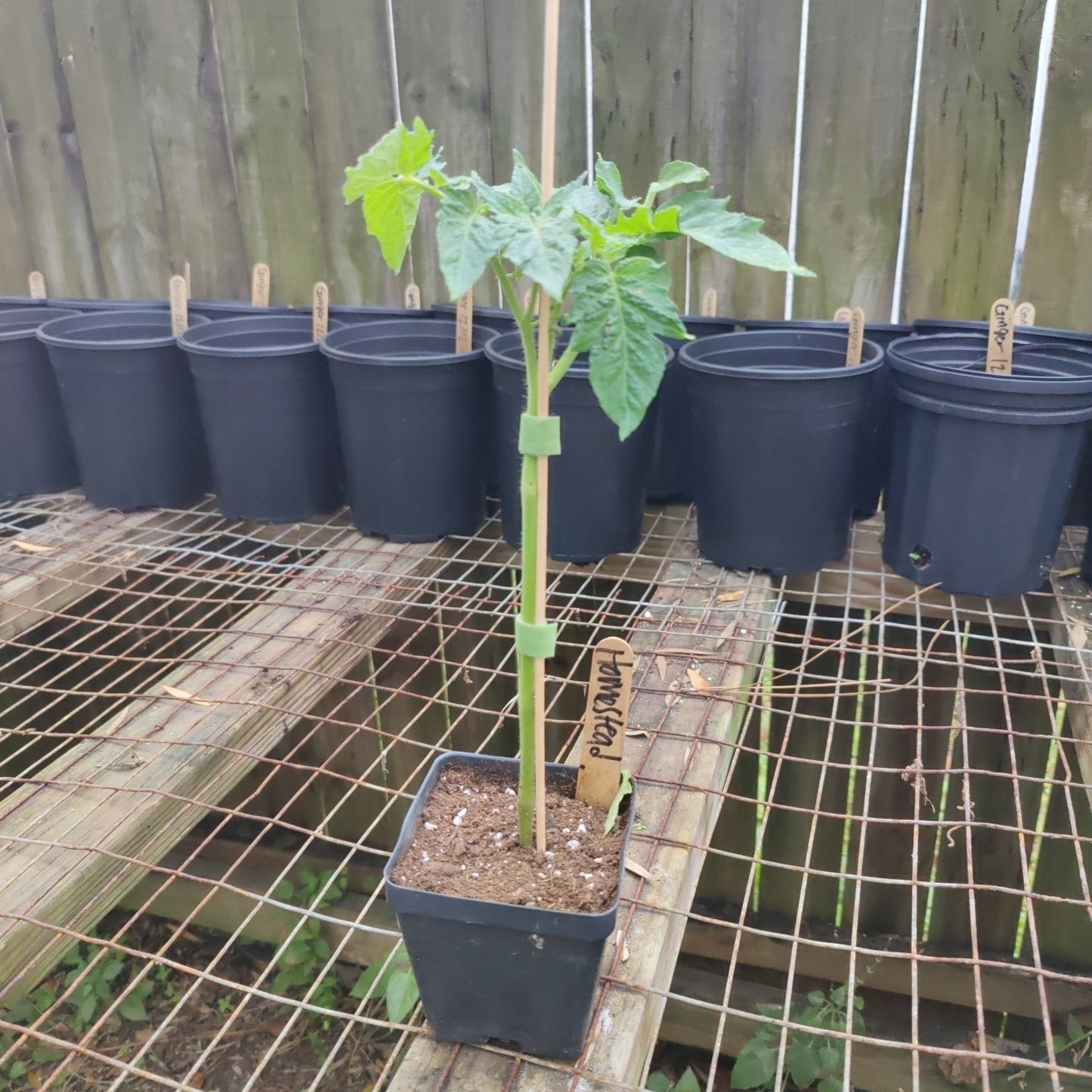 Tomato - Homestead (Determinate) (Florida heirloom) - Whitwam Organics