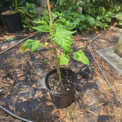 Tomato - Red Brandywine Heirloom - Whitwam Organics