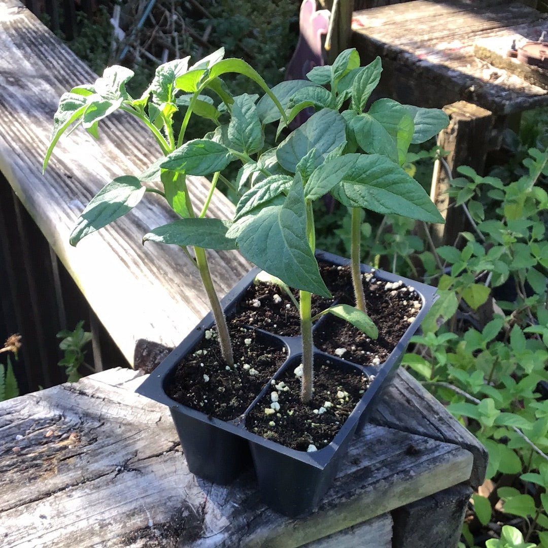 Tomato - Red Brandywine Heirloom - Whitwam Organics