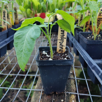 Tomato - Red Brandywine Heirloom - Whitwam Organics