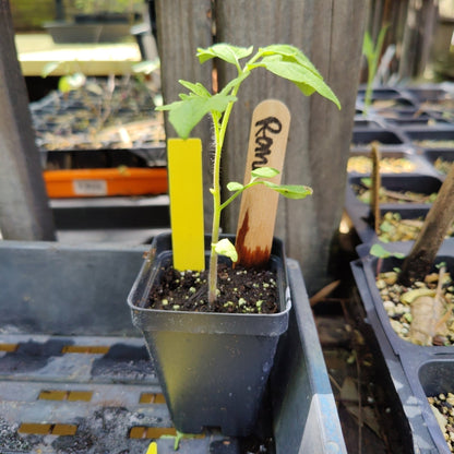 Tomato - Roma Heirloom (Determinate) - Whitwam Organics