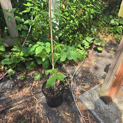 Tomato - Roma Heirloom (Determinate) - Whitwam Organics