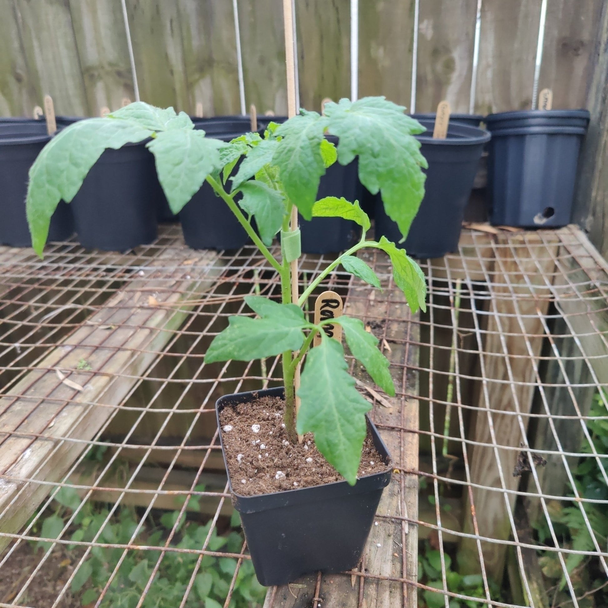 Tomato - Roma Heirloom (Determinate) - Whitwam Organics