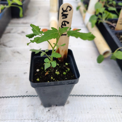 Tomato - Sun Gold Cherry, Hybrid - Whitwam Organics