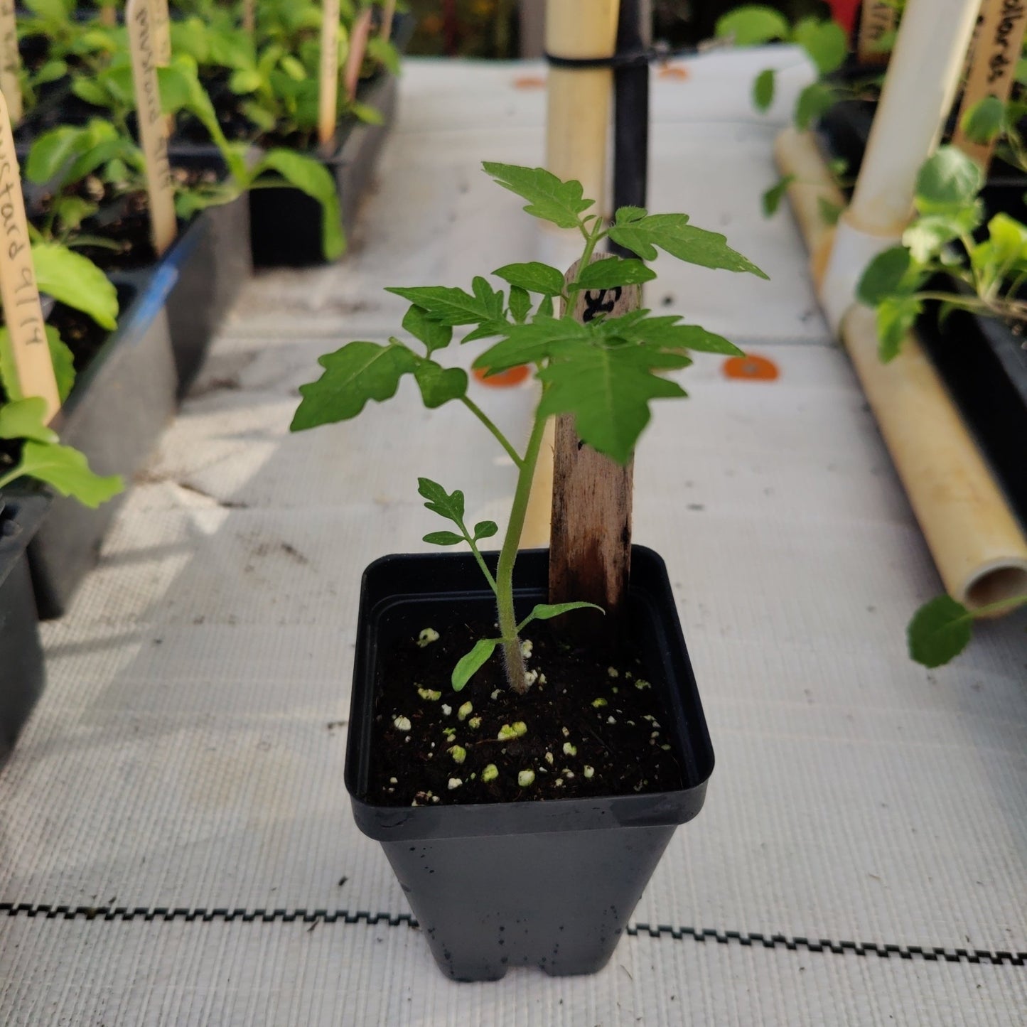 Tomato - Sweetie Cherry, Heirloom - Whitwam Organics