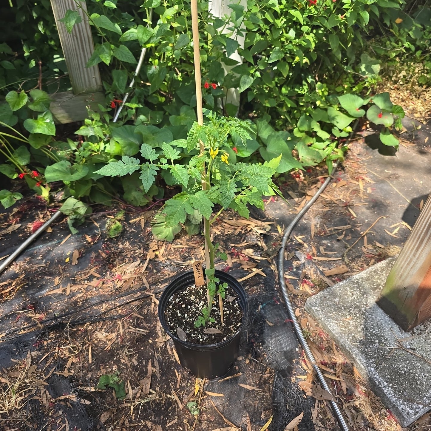 Tomato - Sweetie Cherry, Heirloom - Whitwam Organics