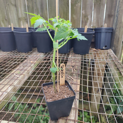 Tomato - Sweetie Cherry, Heirloom - Whitwam Organics