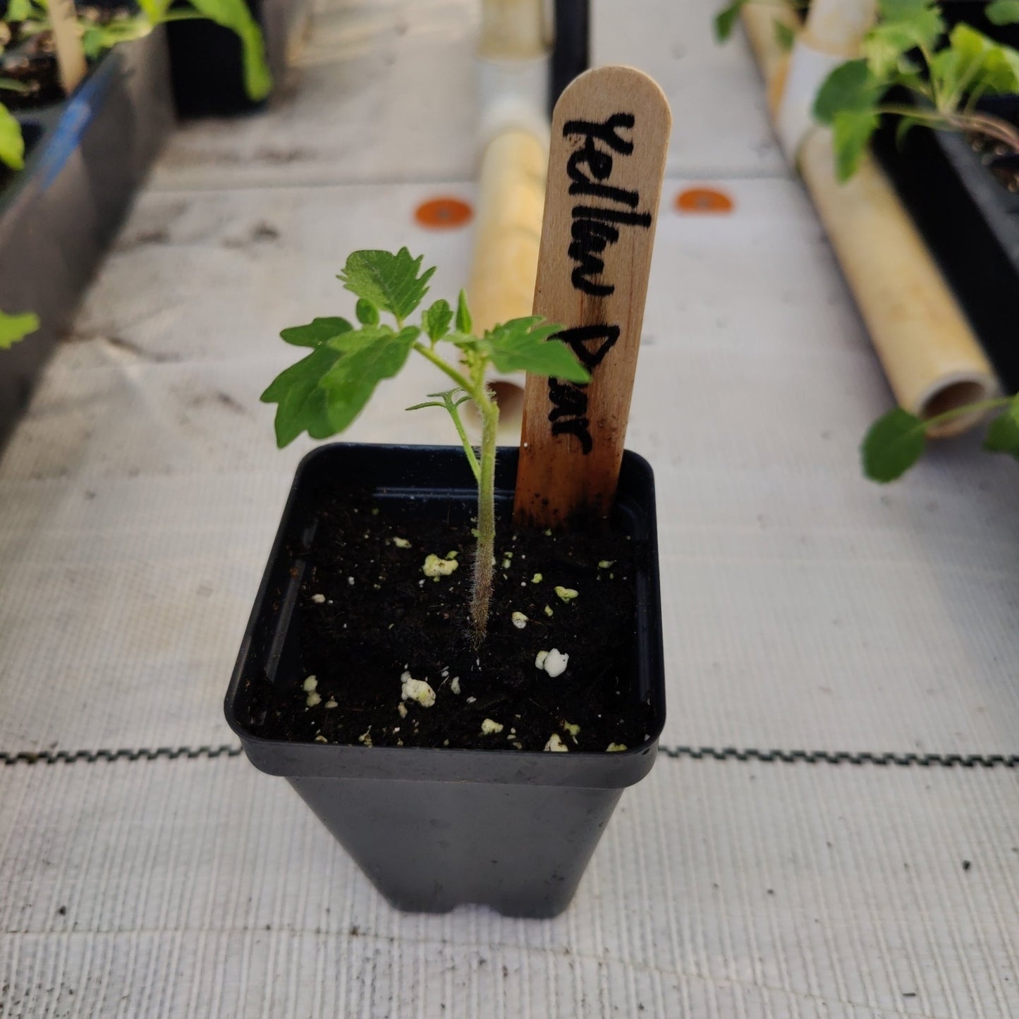 Tomato - Yellow Pear - Whitwam Organics