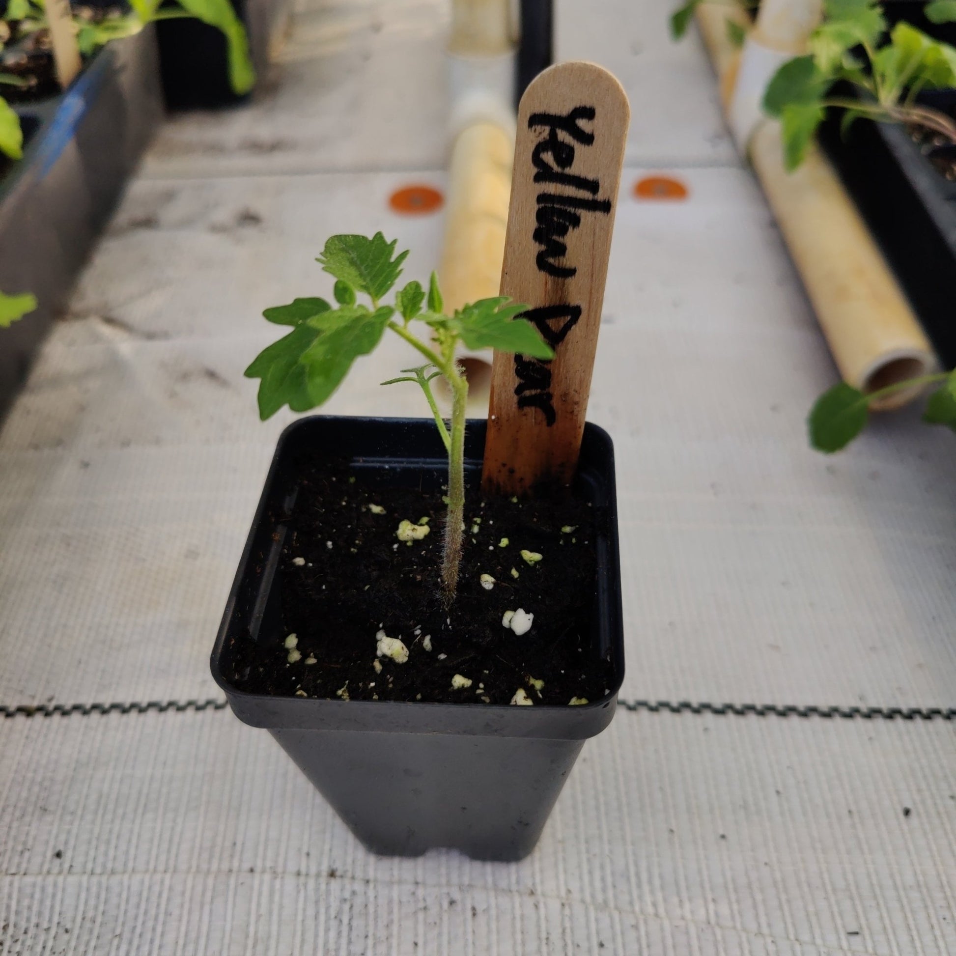 Tomato - Yellow Pear - Whitwam Organics