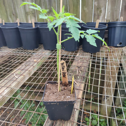 Tomato - Yellow Pear - Whitwam Organics