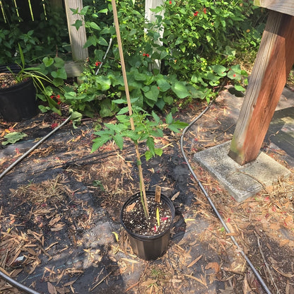 Tomato - Yellow Pear - Whitwam Organics