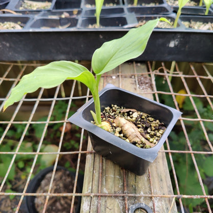 Turmeric - (Curcuma longa) - Whitwam Organics