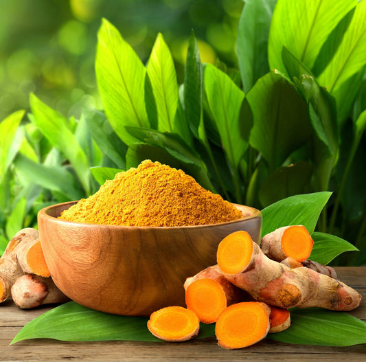 Turmeric - (Curcuma longa) - Whitwam Organics