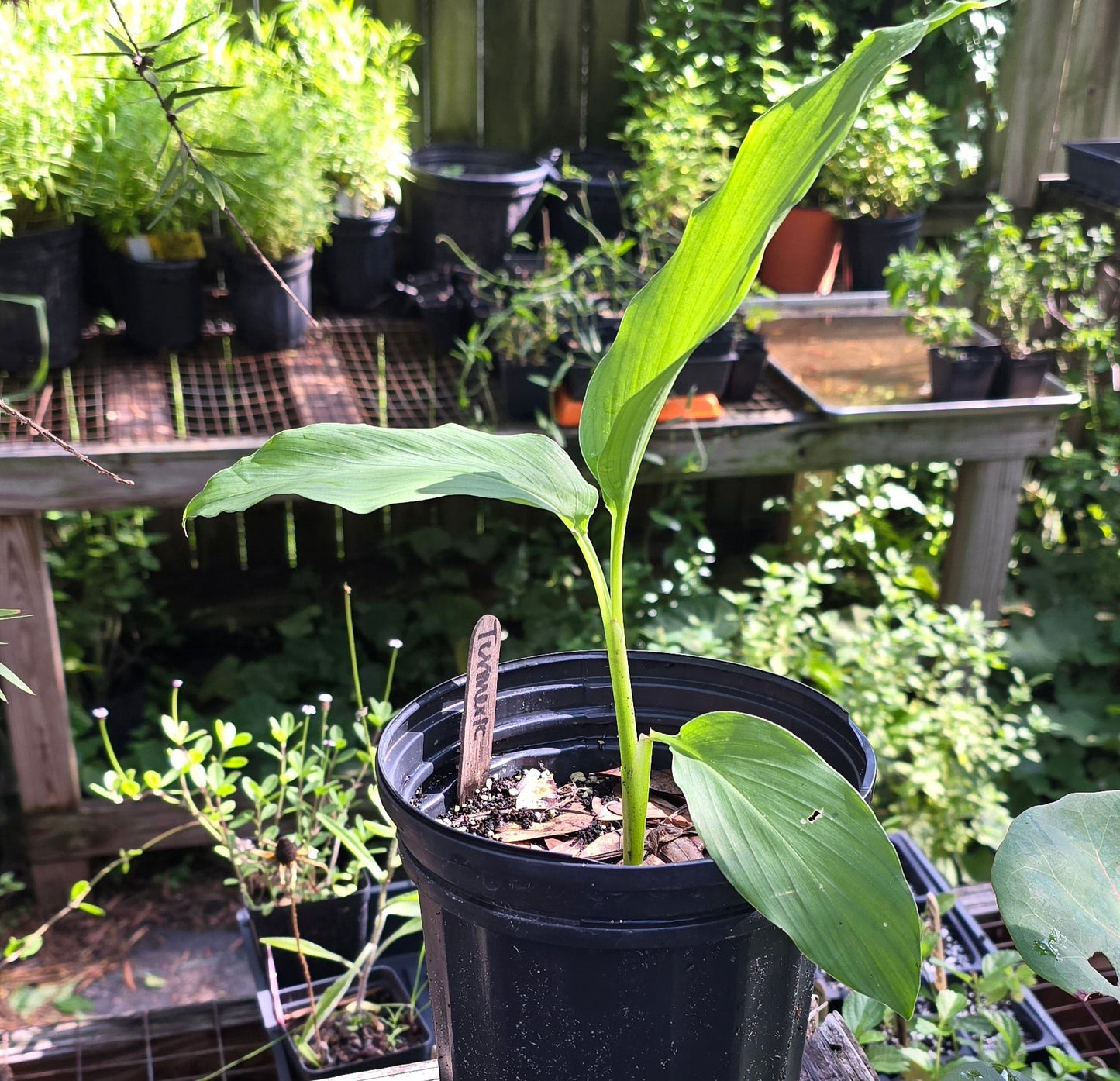 Turmeric - (Curcuma longa) - Whitwam Organics