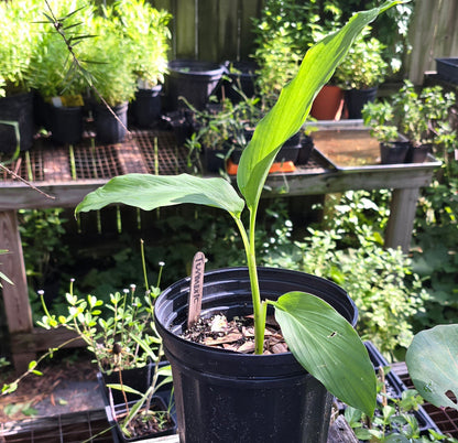 Turmeric - (Curcuma longa) - Whitwam Organics